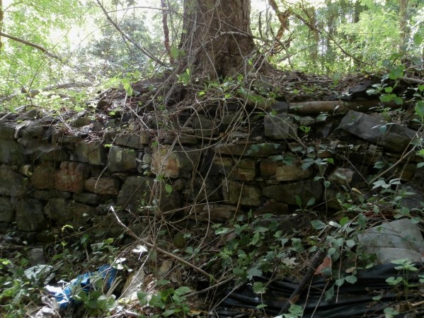 tree roots threaten to collapse the wall tree roots threaten to collapse the wall